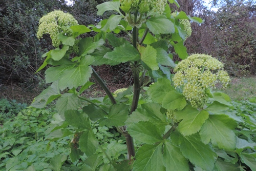 Smyrnium olusatrum L. (Apiaceae)